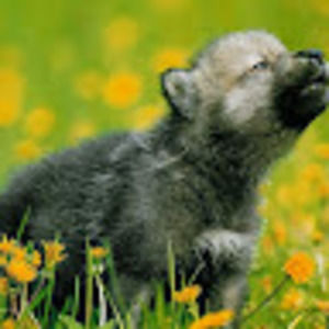 Meet your Posher, Alpha